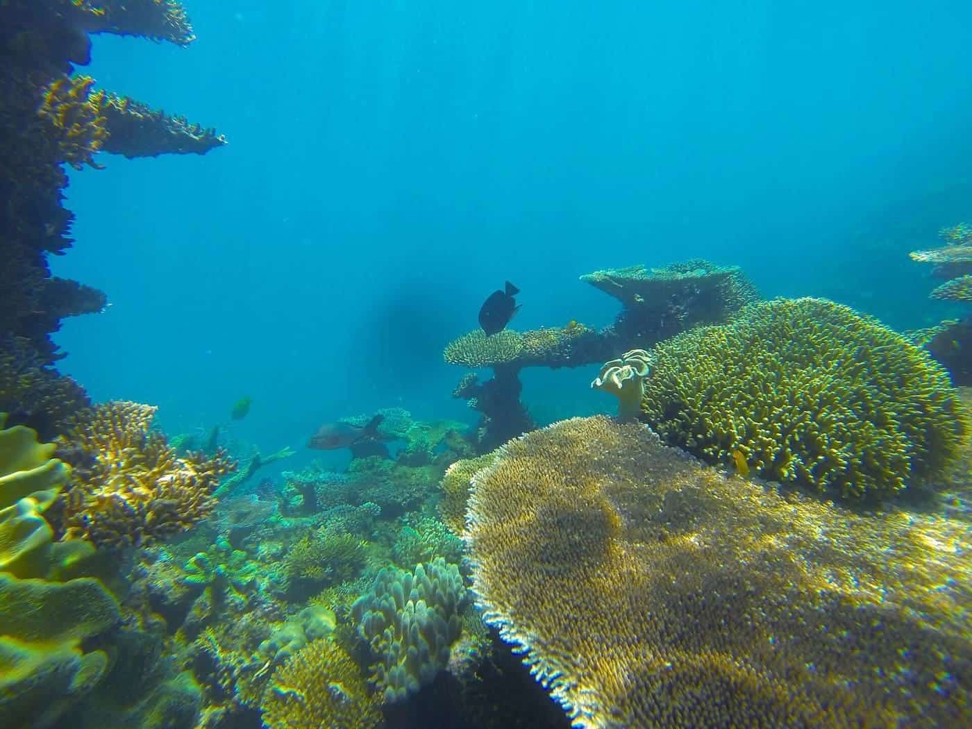 A snorkeller floating above branching coral on the Great Barrier Reef